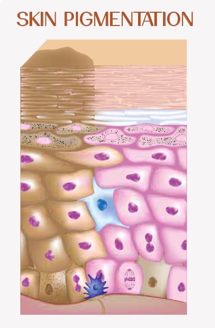 AZ-fig-3 Corneotherapy: A Sensible Approach to Understanding the Skin