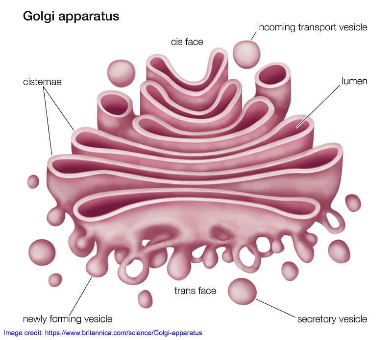 Golgi 2