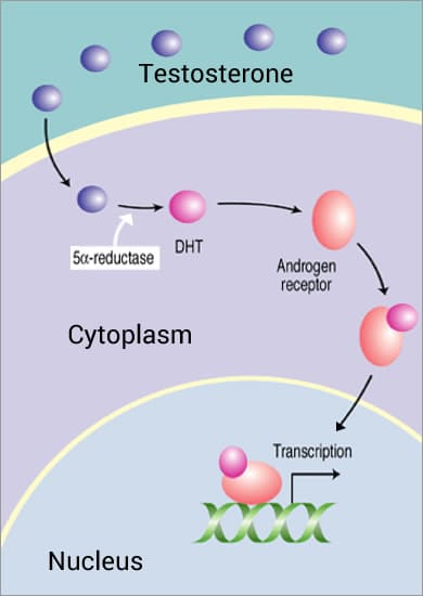 Reductase IAC - International Association for Applied Corneotherapy Reductase