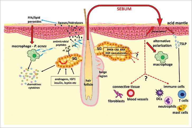 Sebum-interactions IAC - International Association for Applied Corneotherapy Sebum interactions