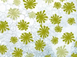 emulsifiers-6 IAC - International Association for Applied Corneotherapy emulsifiers-6