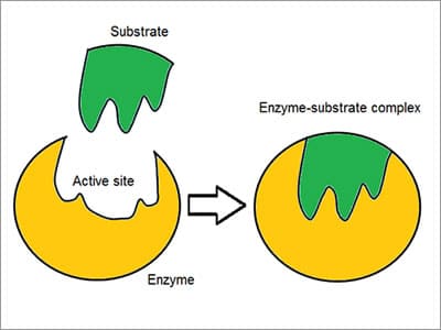 enzyme sequence