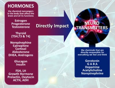 homone-explain-400x300 IAC - International Association for Applied Corneotherapy homone explain 400x300